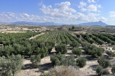 FINCA PLANTACION OLIVERAS